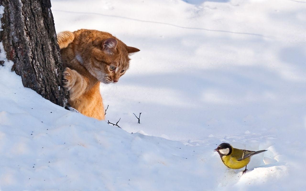 Скоро птицы улетят. Зимние животные. Животные и птицы зимой. Кошки зимой.